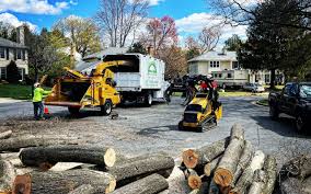 Reliable Matamoras, PA Tree Care Solutions