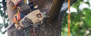 Best Utility Line Clearance  in Matamoras, PA