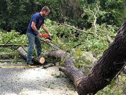 Best Tree Removal  in Matamoras, PA