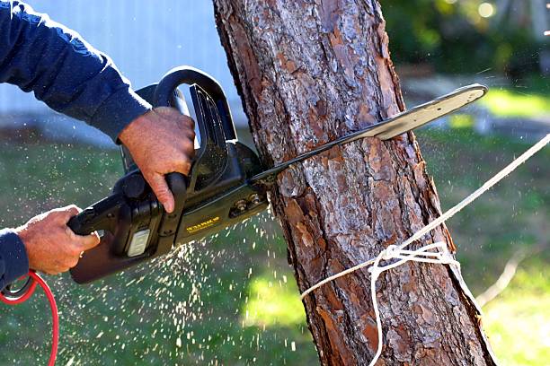 Tree and Shrub Care in Matamoras, PA