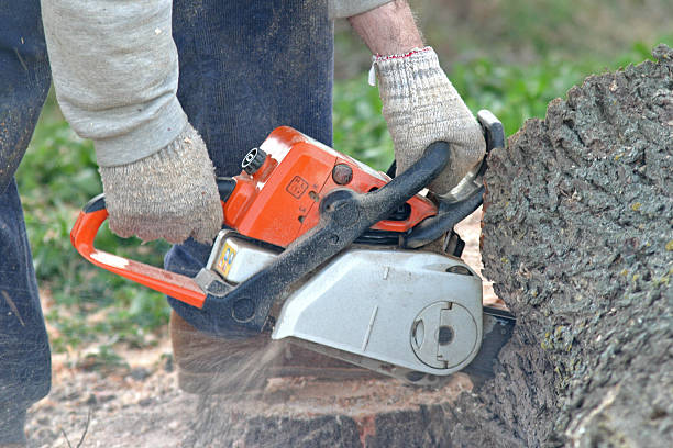 How Our Tree Care Process Works  in  Matamoras, PA