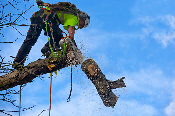 Trusted Matamoras, PA Tree Care Experts